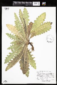 Cirsium pumilum image