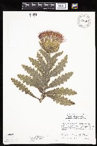 Cirsium pumilum image
