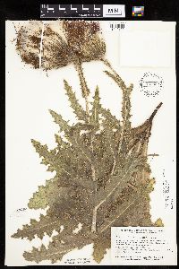 Cirsium pumilum image