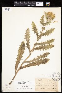 Cirsium pumilum image