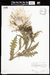 Cirsium pumilum image