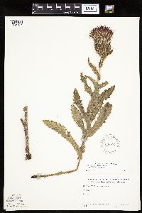 Cirsium pumilum image