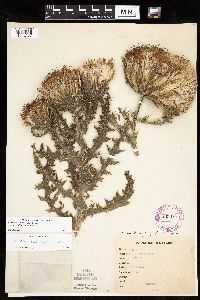 Cirsium pumilum image