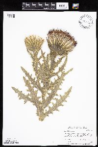Cirsium pumilum image