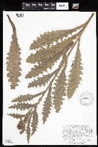 Cirsium pumilum image