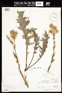 Thumbnail image of current specimen