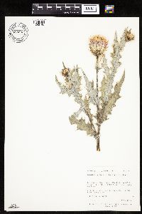 Cirsium undulatum image