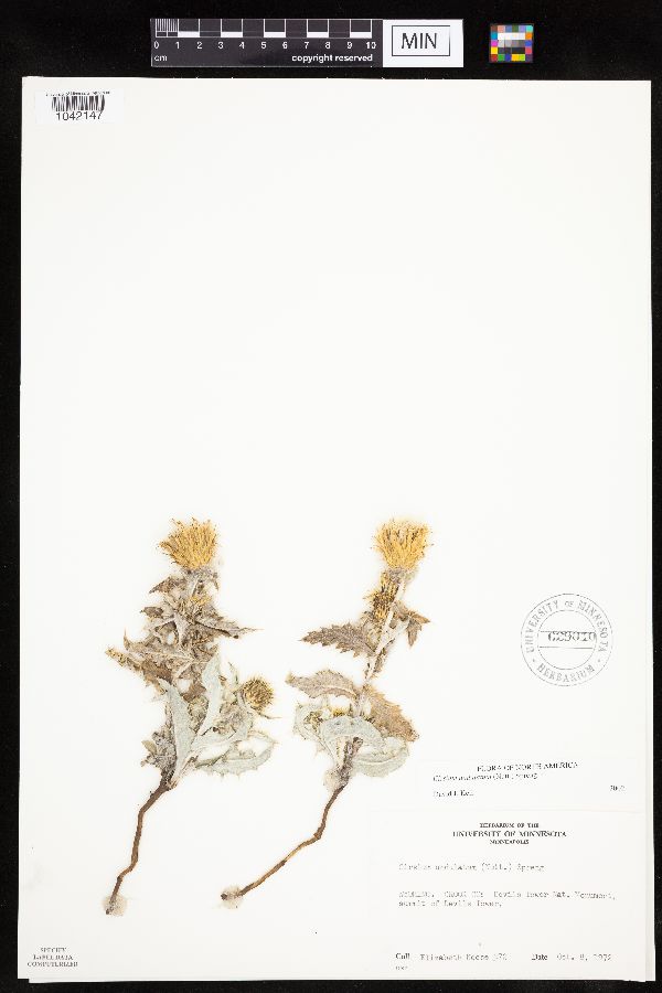 Cirsium undulatum image