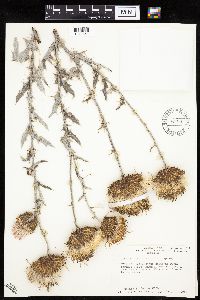 Cirsium undulatum image