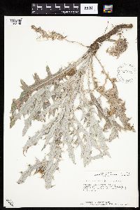 Cirsium undulatum image