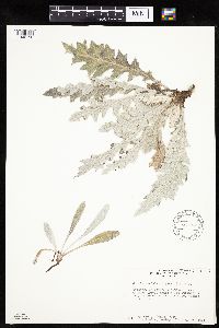 Cirsium undulatum image