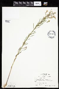 thumbnail image of current specimen
