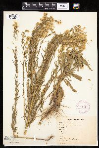 Conyza canadensis image