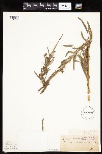Conyza canadensis image