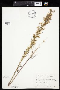 Conyza canadensis image