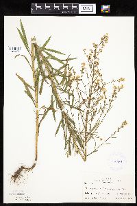 Conyza canadensis image
