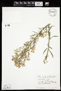 thumbnail image of current specimen
