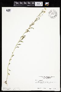 Conyza canadensis image