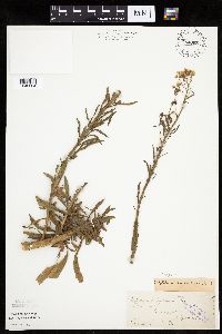 thumbnail image of current specimen
