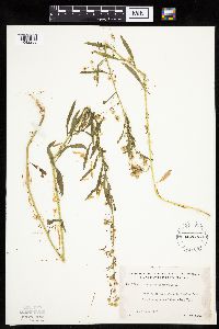 Conyza canadensis image