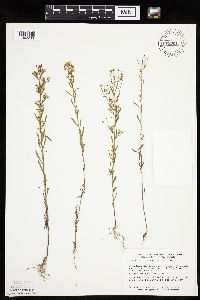 thumbnail image of current specimen