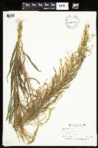 Image of Conyza canadensis