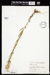 Conyza canadensis image