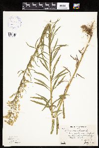 Conyza canadensis image