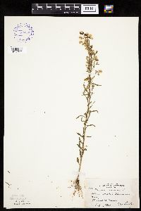 Conyza canadensis image