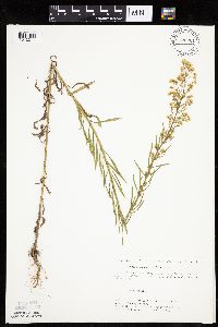 Conyza canadensis image