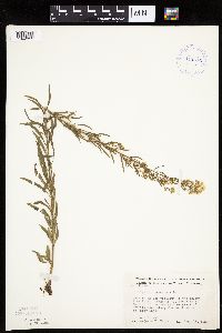 Thumbnail image of current specimen