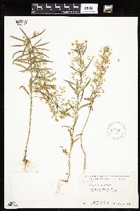 Conyza canadensis image