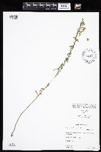 Conyza canadensis image