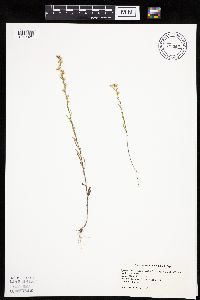 Conyza canadensis image