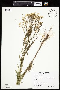 thumbnail image of current specimen