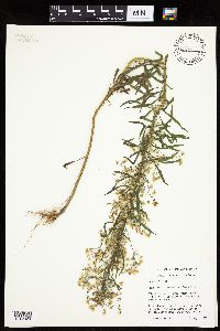 Conyza canadensis image