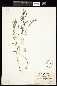 Conyza canadensis image