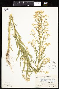 thumbnail image of current specimen