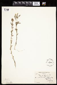Conyza canadensis image