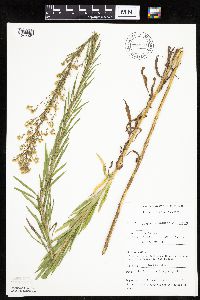 Conyza canadensis image