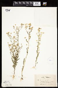 Conyza canadensis image
