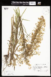 Conyza canadensis image