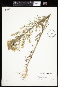 Conyza canadensis image