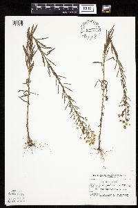 Conyza canadensis image