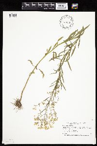 thumbnail image of current specimen