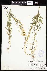 Conyza canadensis image