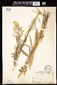 Conyza canadensis image