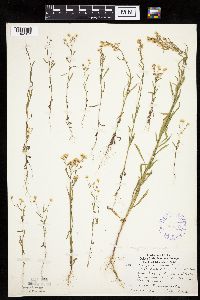 Conyza canadensis image