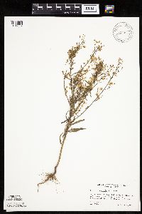 Conyza canadensis image