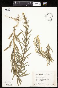 Conyza canadensis image